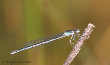 Enallagma doubledayi, female